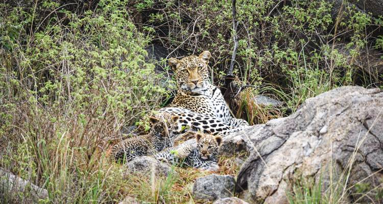 Léopard se reposant parmi les rochers et les buissons.