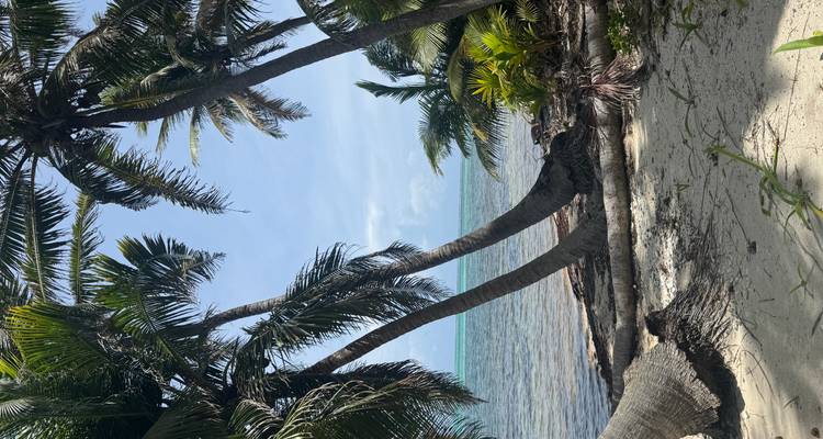 Palmiers près d'une plage tropicale.