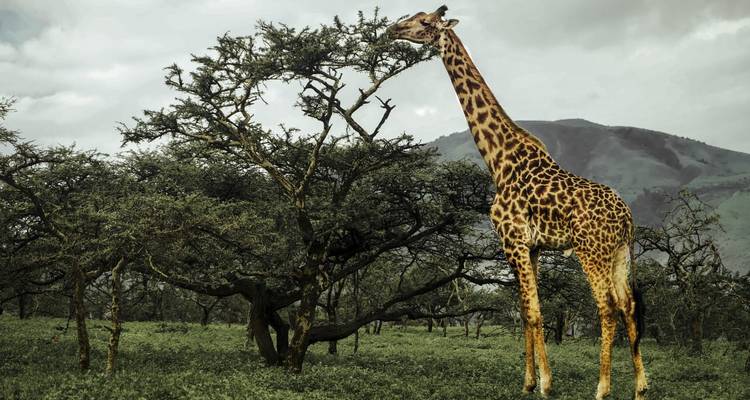 Giraffe snacking on a tree with mountainous background.