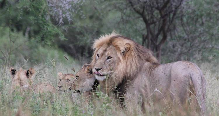 Lion avec une fierté dans une zone herbeuse.