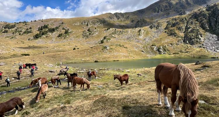 Pferde, die in einer bergigen Region nahe einem See grasen.