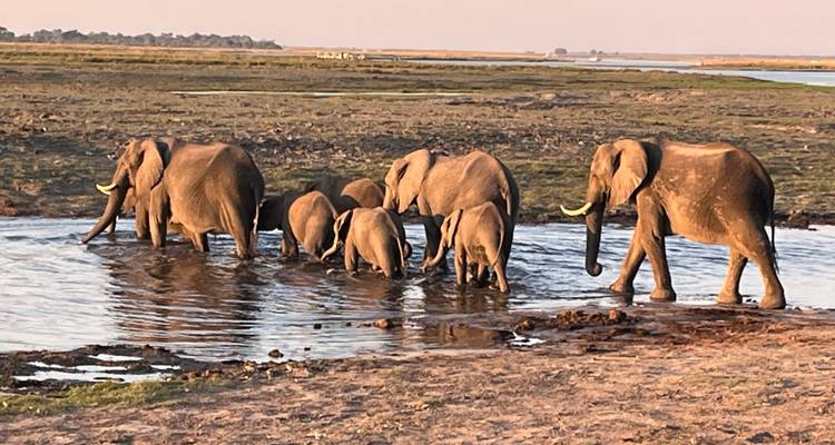 Herd of elephants crossing a river in a grassy landscape.