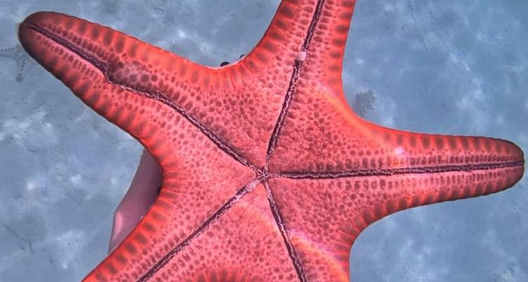 Leuchtend orangener Seestern unter Wasser gehalten.
