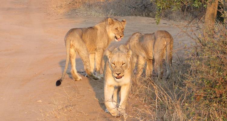 Three lions walking on a dirt road.