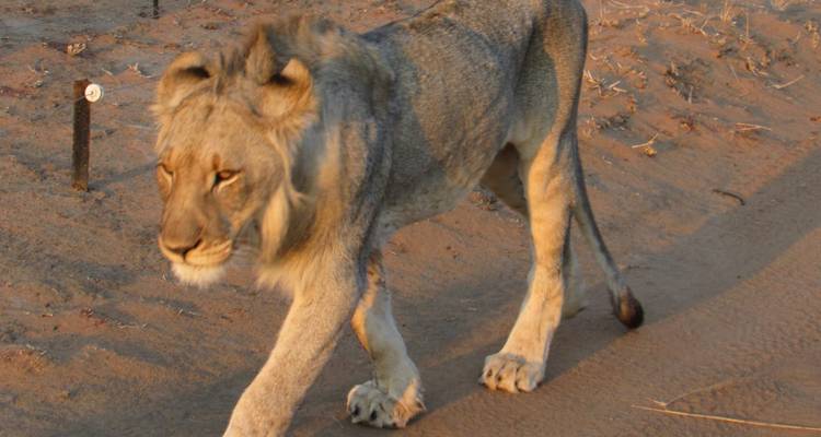 A lion walking on a sandy path.