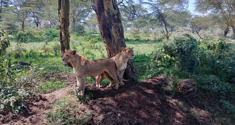 Two lionesses standing under a tree in a green landscape.