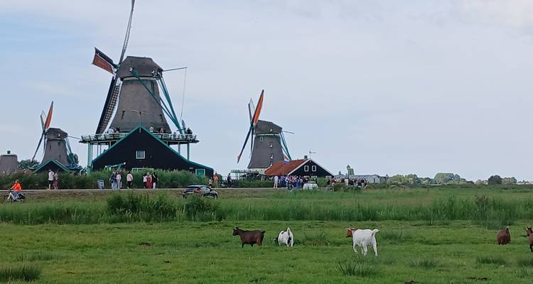 Moulins à vent dans un champ herbeux avec des chèvres au premier plan.