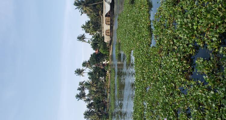 A scenic view of the backwaters with houseboats and greenery.