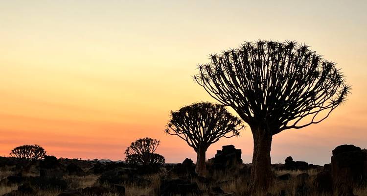 Silhouette d'arbres contre un ciel de coucher de soleil coloré.