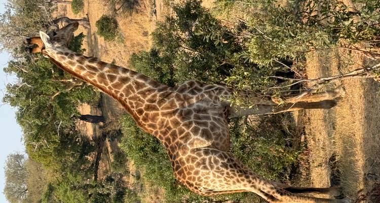 Une girafe debout parmi les arbres dans un paysage de savane.