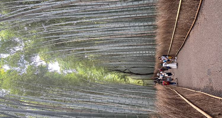 Path through a bamboo forest with visitors.