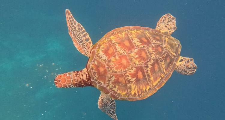 Tortue de mer nageant sous l'eau.