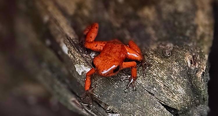 Une grenouille rouge sur un arbre dans une forêt tropicale.