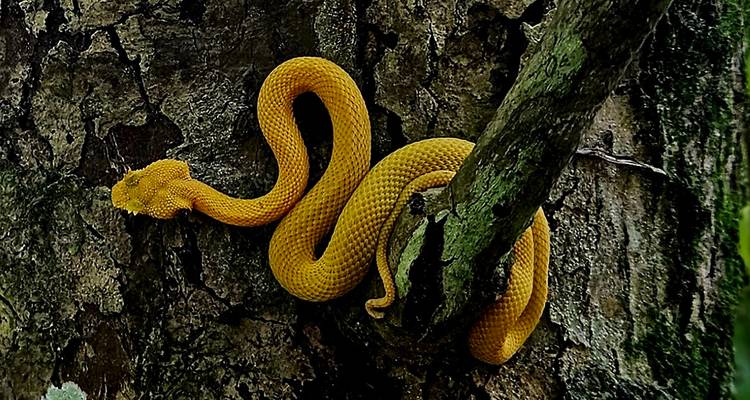 Un serpent jaune enroulé sur une branche d'arbre.
