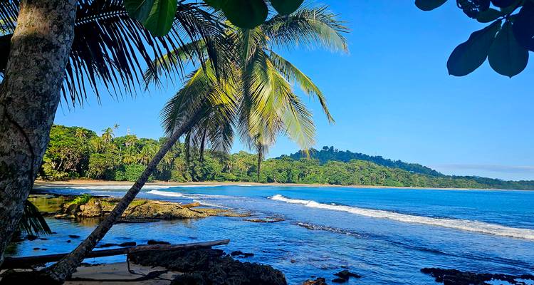 Vue panoramique d'une plage tropicale avec des palmiers et des vagues.