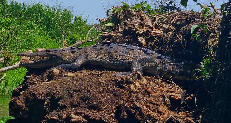 Crocodile on a bank, basking in the sun.