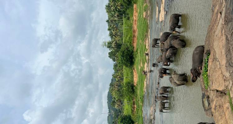 Group of elephants bathing in a river with palm trees in the background.