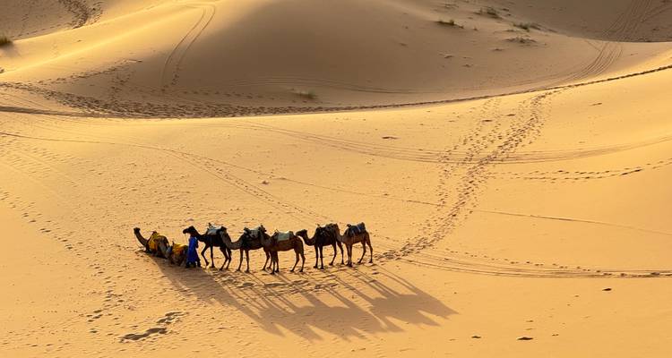 Des chameaux et une personne projetant de longues ombres sur les dunes du désert.