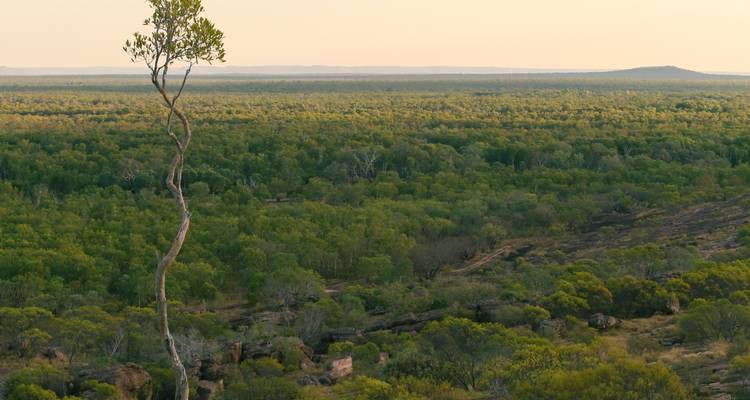 Weite Aussicht auf Wald und Grasland mit einem einsamen Baum.