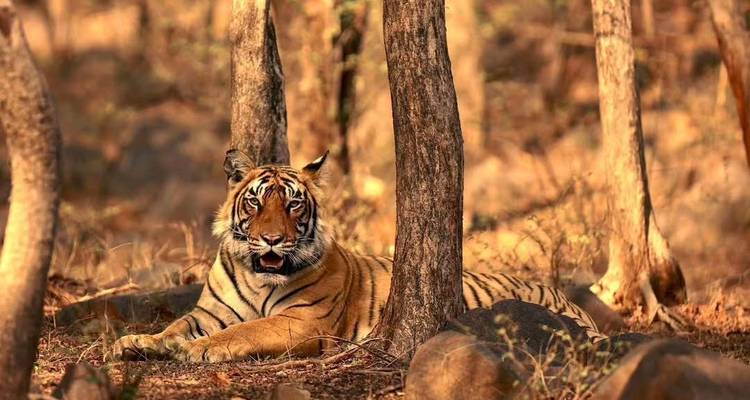 Un tigre descansando en un bosque.
