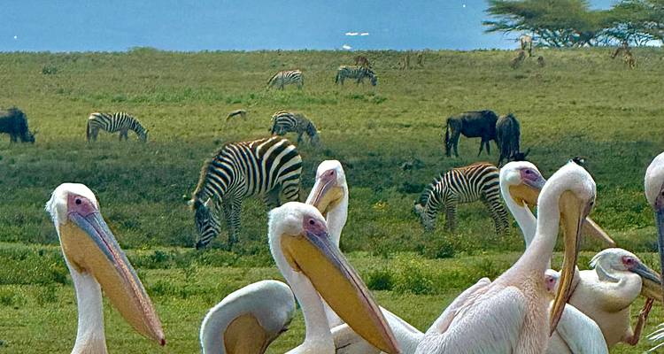 Volée de pélicans avec des zèbres et des gnous dans un champ.