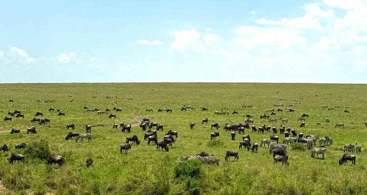 Troupeau de gnous et de zèbres paissant dans la savane.