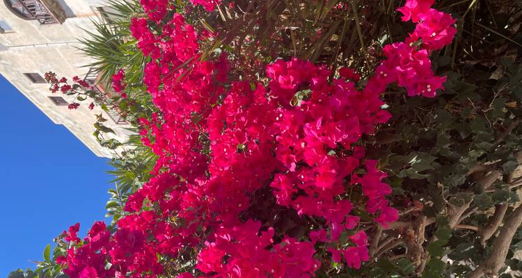 Des fleurs rose vif contre un bâtiment historique.
