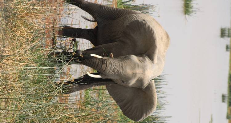 Elefante jugando en agua poco profunda y hierba