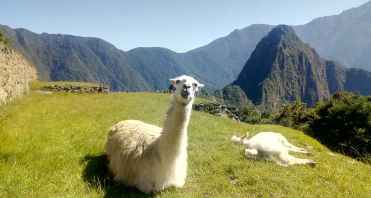 Lamas se reposant sur une colline herbeuse avec les montagnes du Machu Picchu