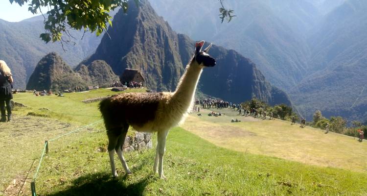 Lama debout avec les ruines du Machu Picchu en arrière-plan