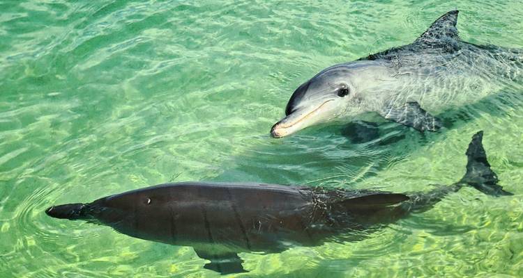Deux dauphins nageant dans une eau verte et claire.