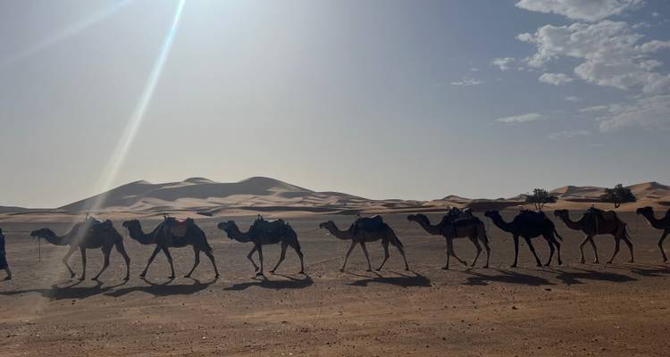 Caravane de chameaux traversant le désert avec des dunes en arrière-plan.