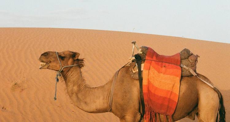 Kamel in der Wüste mit Sanddünen im Hintergrund.