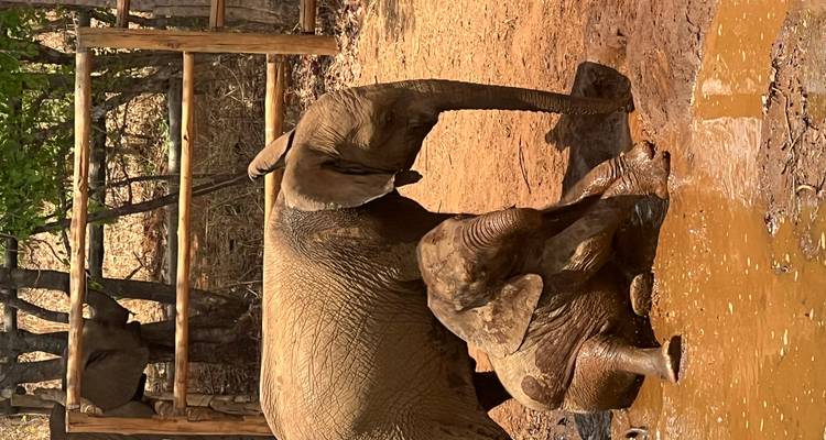Elephant mother and calf playing in mud in a wildlife setting.