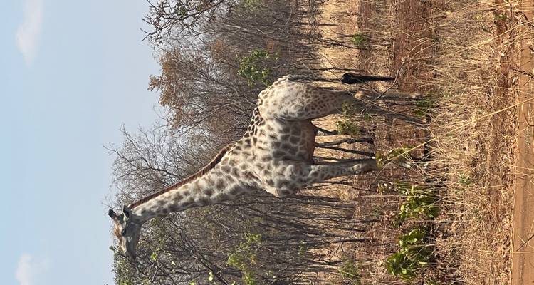 Giraffe standing in a natural savannah setting.