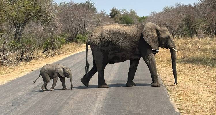 Éléphant et éléphanteau traversant la route dans un cadre naturel.