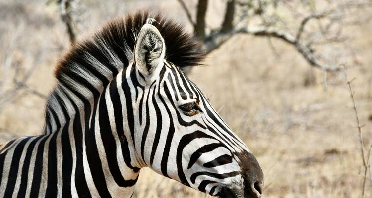 Gros plan d'un zèbre dans son habitat naturel.