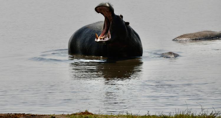 Hippopotame bâillant dans un plan d'eau.