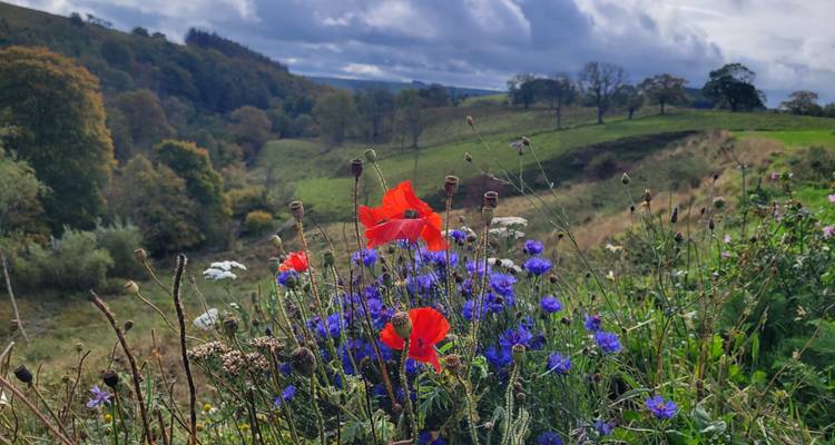 Des fleurs dans un champ avec des collines ondulantes en arrière-plan.