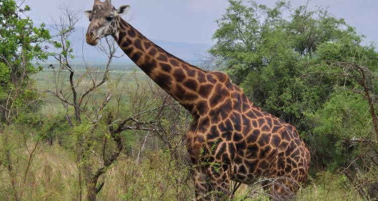 Girafe debout dans la savane, entourée d'arbres.