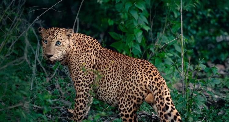 Leopard in the forest looking back at the camera.