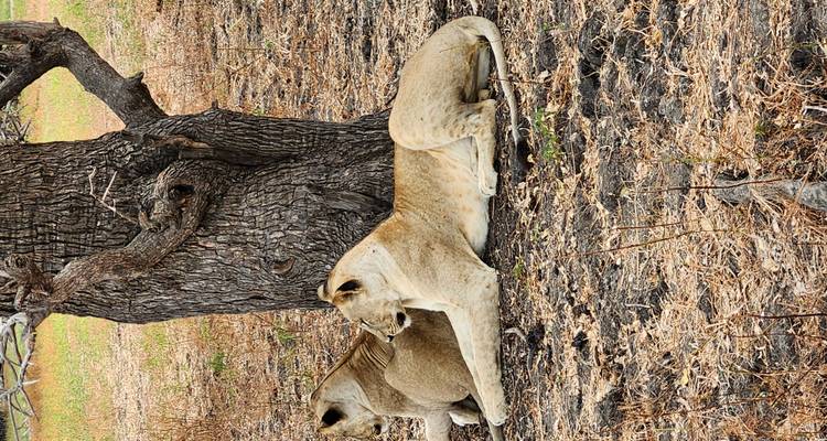 Des lions se reposant à l'ombre sous un arbre.