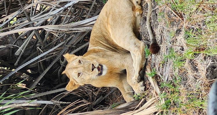Lionne se reposant parmi des feuilles de palmier tombées.