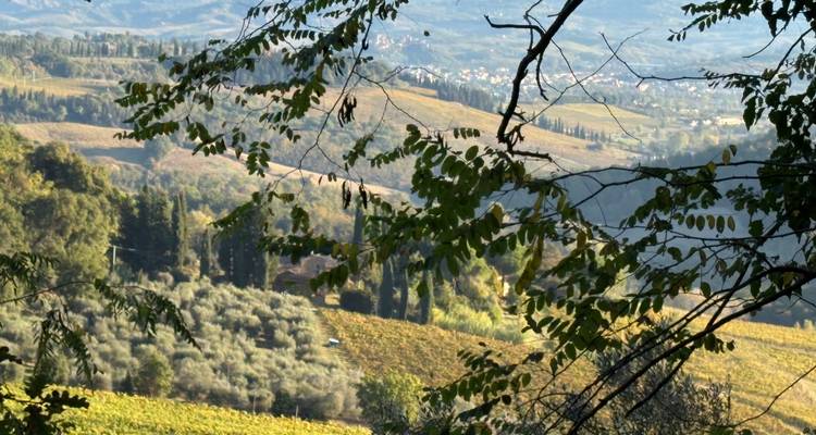 Vue paysagère de vignobles et d'oliviers.