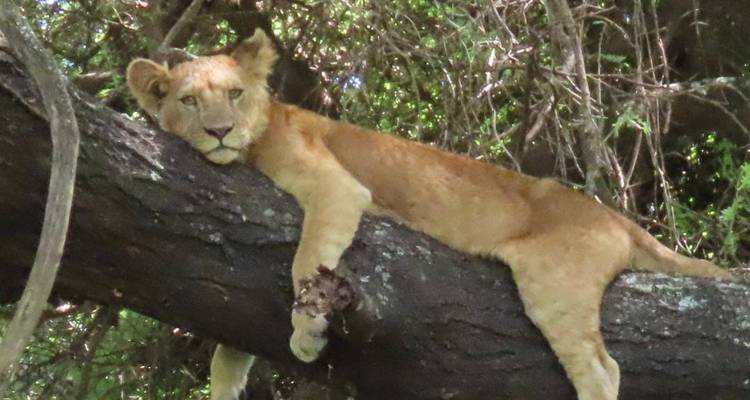 Lion se prélassant sur une branche d'arbre dans une forêt.