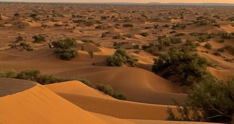 Vaste paysage de dunes de sable avec végétation clairsemée au coucher du soleil.