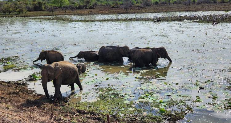 Éléphants pataugeant dans un plan d'eau à l'état sauvage.