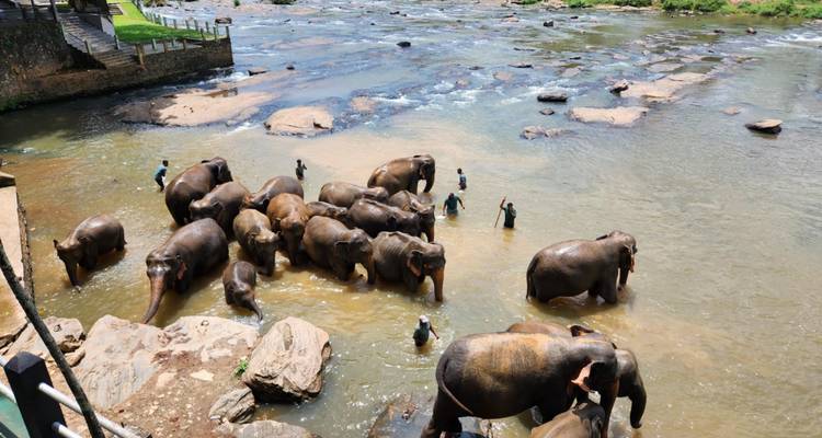 Éléphants se baignant dans une rivière avec des personnes qui les aident.