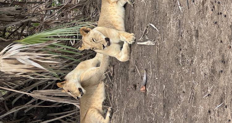 Two lions resting under a tree.