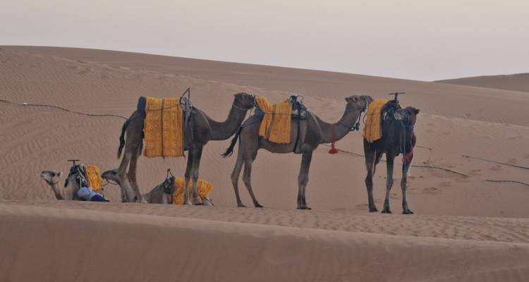 Chameaux se reposant sur les dunes de sable avec équipement et couvertures.